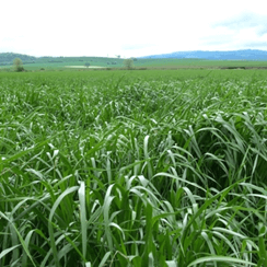 lonestar ryegrass field