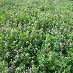 persian clover field