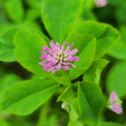 enhance persian clover